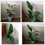 Strelitzia kamerplant incl pot 120cm evt te bezorgen*, Ophalen, 100 tot 150 cm, Overige soorten, Halfschaduw