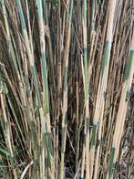 Gratis Bamboe uit de tuin te halen!, Tuin en Terras, Ophalen, Volle zon, Vaste plant, Siergrassen