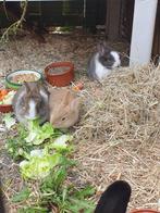 3 baby konijntjes, Dieren en Toebehoren, Konijnen, Vrouwelijk, Dwerg, 0 tot 2 jaar