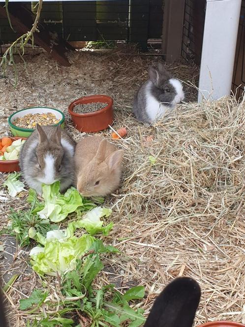 3 baby konijntjes, Dieren en Toebehoren, Konijnen, Dwerg, Vrouwelijk, 0 tot 2 jaar