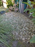 Wit grind groot gratis af te halen, Tuin en Terras, Grind, Keien en Split, Overige materialen, Gebruikt, Wit, Ophalen of Verzenden