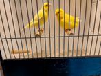 Kanaries, Dieren en Toebehoren, Vogels | Kanaries, Mannelijk, Kleurkanarie