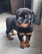 Rottweiler pups, Dieren en Toebehoren, 8 tot 15 weken, Meerdere, Meerdere dieren, Rottweiler