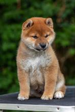 Raszuiver Shiba pups, 8 tot 15 weken, Meerdere, Meerdere dieren, Nederland