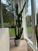 Cactus, Ophalen, Cactus, Volle zon