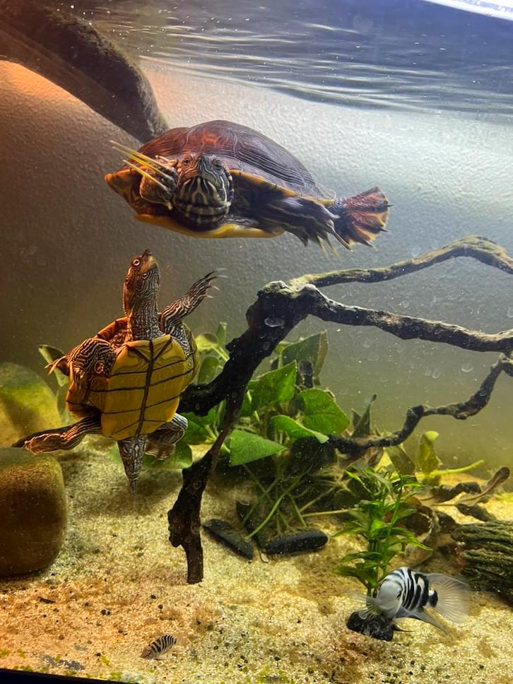 1.0 zaagrug schildpad & 0.1 lettersier schildpad