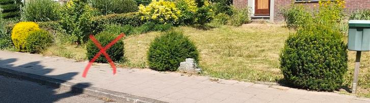 Taxus bollen, Tuin en Terras, Planten | Struiken en Hagen, Ophalen