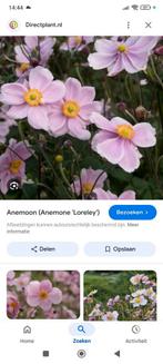 Anemoon roze, Ophalen, Zomer, Overige soorten, Volle zon