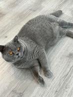 Brits / Britse korthaar kater, Dieren en Toebehoren, Katten en Kittens | Raskatten | Korthaar, 0 tot 2 jaar, Kater, Gechipt