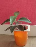 Kamerplant mother of thousands, Huis en Inrichting, Kamerplanten, Ophalen
