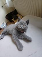 🎀 wie geeft onze laatste kitten een lief huisje., Dieren en Toebehoren, Katten en Kittens | Raskatten | Korthaar, Meerdere dieren