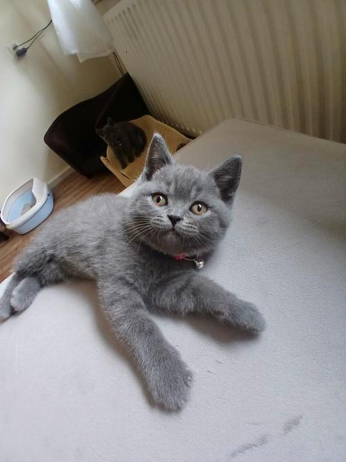 🎀 wie geeft onze laatste kitten een lief huisje., Dieren en Toebehoren, Katten en Kittens | Raskatten | Korthaar, Meerdere dieren