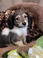 Mooie lieve knappe pibald creme reu, Reu, CDV (hondenziekte), 8 tot 15 weken, Dwerg