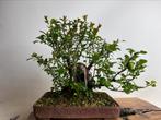 chaenomeles in rots van ceramiek bonsai, Tuin en Terras, Ophalen
