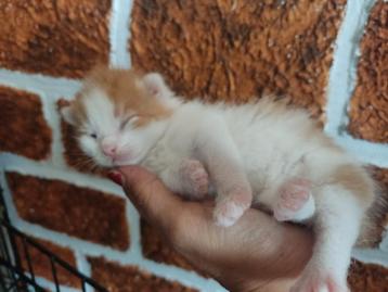 5 Mooie halve maincoon kittens beschikbaar voor biedingen