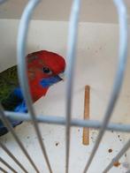 Te Koop, Dieren en Toebehoren, Mannelijk, Parkiet