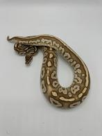 0.1 Phantom special het pied - Python regius, Slang