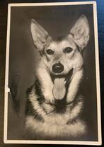 Ansichtkaart met hond (gelopen 1939), Ophalen of Verzenden, 1920 tot 1940, Gelopen, Hond of Kat