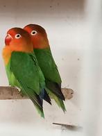 Prachtige brr agapornis fisheri lovebirds wildkleur, Dieren en Toebehoren, Vogels | Parkieten en Papegaaien, Meerdere dieren, Dwergpapegaai of Agapornis