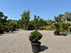 Pinus mugo Turra 50-60 cm planthoogte te koop!, Tuin en Terras, In pot, Halfschaduw, Minder dan 100 cm, Zomer