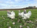 Jonge tamme Brahma kriel kippen hennen gesekst, Dieren en Toebehoren, Pluimvee, Vrouwelijk, Kip