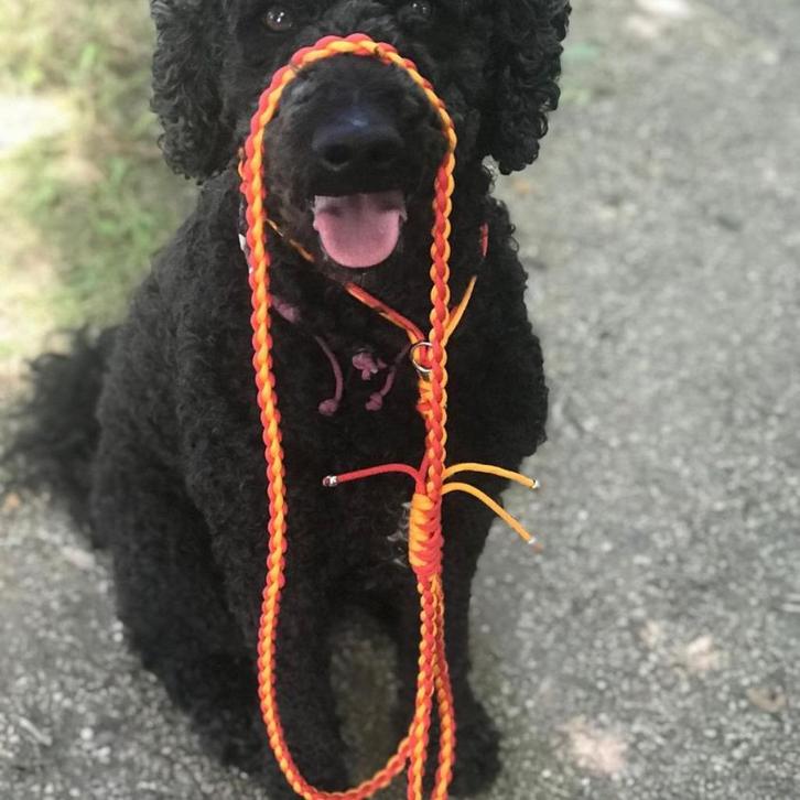 Paracord riemen, geheel naar wens handgemaakt., Dieren en Toebehoren, Hondenriemen, Nieuw, Hondenriem, Ophalen of Verzenden