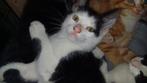 Lief aanhankelijk katertje, Dieren en Toebehoren, Katten en Kittens | Overige Katten, Meerdere dieren, Kortharig, 0 tot 2 jaar