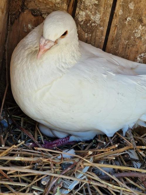 postduiven, Dieren en Toebehoren, Vogels | Duiven, Postduif, Meerdere dieren