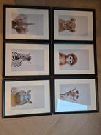 6 Lijstjes met Baby Dieren Foto's voor Kinderkamer, Minder dan 50 cm, Ophalen of Verzenden, Zo goed als nieuw, Foto of Poster