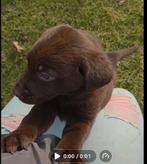 Labrador puppy's, 8 tot 15 weken, Labrador retriever, Meerdere, Meerdere dieren