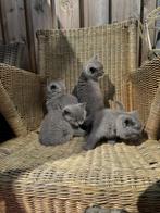 4 mooie Britse korthaar kittens Te koop, Ontwormd