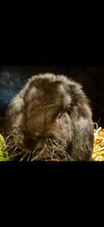 Franse hangoor voedster november 2025, Vrouwelijk, Groot, Hangoor, 0 tot 2 jaar