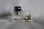 Vintage Lucite Aansteker Vissen Schelpen, Verzamelen, Retro, Ophalen of Verzenden, Huis en Inrichting