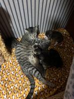 Kittens, Dieren en Toebehoren, Katten en Kittens | Raskatten | Korthaar