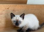 Unieke gezonde Bengaal x Ragdoll kittens, Poes, Ontwormd