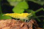 Neocaridina heteropoda Yellow / Gele of citroengarnaal, Zoetwatervis, Kreeft, Krab of Garnaal, Schoolvis