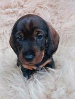 Standaard ruwhaar teckel reu met stamboom wildkleur, Standaard, Reu, 8 tot 15 weken, Eén hond