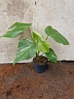 Monstera Variegata Albo kamerplant, Ophalen of Verzenden, Overige soorten, Minder dan 100 cm
