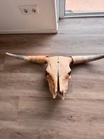 Grote schedel met hoorns / skull, Huis en Inrichting, Ophalen, Gebruikt