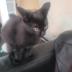 Kittens  geboren 7 Mei.        Zwart,Zwart-wit ,Cypers, Dieren en Toebehoren, Katten en Kittens | Overige Katten, Meerdere dieren