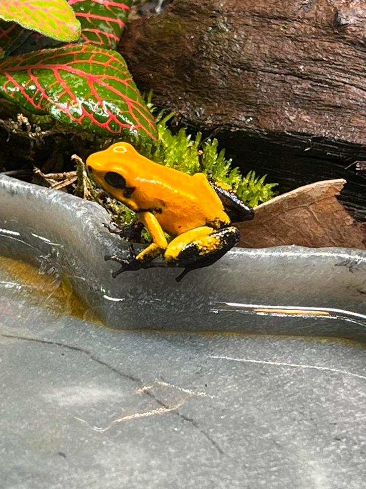 Phyllobates terribilis “Blackfoot”