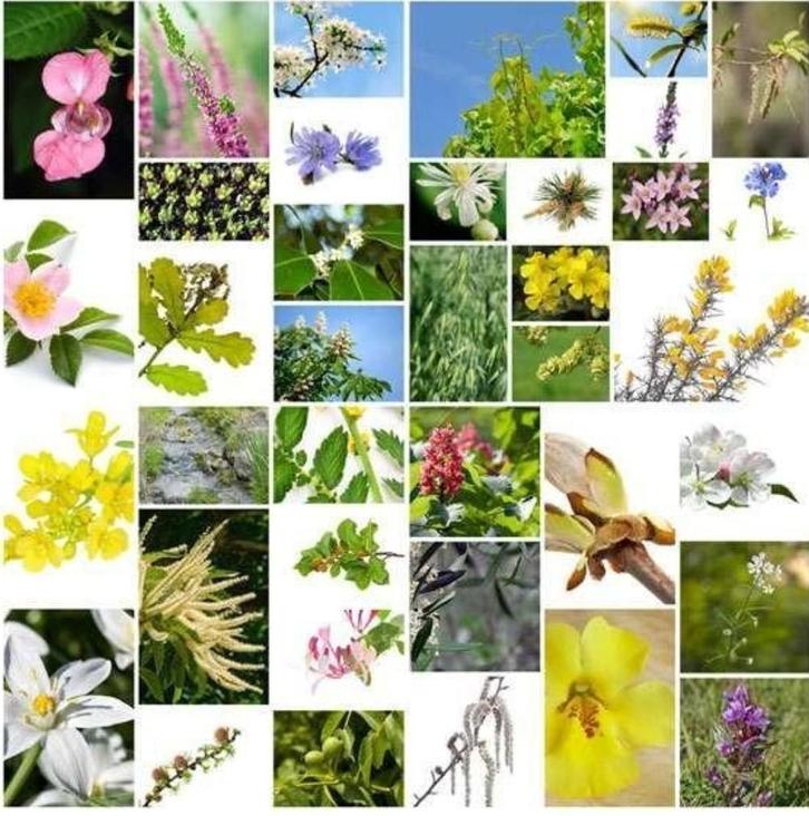 Bachbloesems voor paarden/dieren, Dieren en Toebehoren, Paarden en Pony's | Verzorgingsproducten, Nieuw, Ophalen of Verzenden