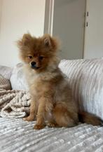 Pomeriaan (spitz) reutje 6mnd, op zoek naar een warm huisje, Dieren en Toebehoren, Particulier, Rabiës (hondsdolheid), 15 weken tot 1 jaar