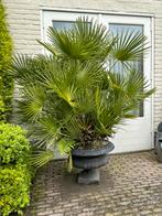 Chamaerops palmboom - Inclusief gietijzeren pot, Tuin en Terras, Halfschaduw, Ophalen, Palmboom, 100 tot 250 cm