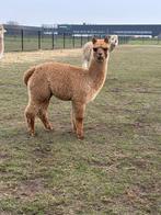Leuke alpaca merrie te koop!, Dieren en Toebehoren, Overige Dieren, Juli, Vrouwelijk