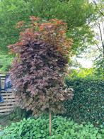 Bomen.  (Gereserveerd), Tuin en Terras, Ophalen of Verzenden, Bloeit niet, Volle zon, Overige soorten