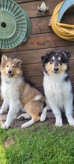 Schotse herder met stamboom, Dieren en Toebehoren, Honden | Herdershonden en Veedrijvers, Overige rassen, CDV (hondenziekte), 8 tot 15 weken