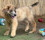 leonberger kruising pups nog 3 teefjes beschikbaar, Dieren en Toebehoren, Honden | Niet-rashonden, 8 tot 15 weken, Teef, Groot