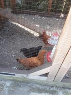 1 Haan en 3 hennen, Dieren en Toebehoren, Mannelijk, Kip
