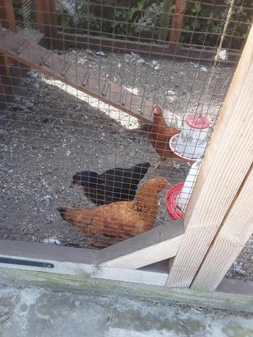 1 Haan en 3 hennen  beschikbaar voor biedingen